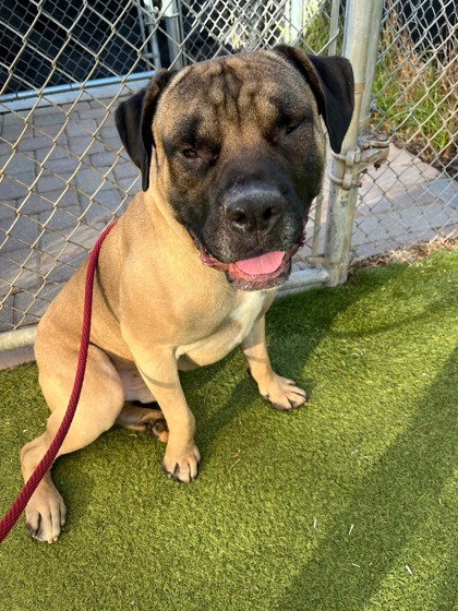Shelter Stray Male Dog last seen Near Inglewood Ave, 21234, MD, 301 Stockholm St, Baltimore, MD 21230, USA