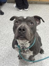 Shelter Stray Male Dog last seen Near Elmora, 21206, MD, 301 Stockholm St, Baltimore, MD 21230, USA