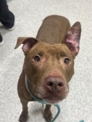 Shelter Stray Female Dog last seen Near Elmora, 21206, MD, 301 Stockholm St, Baltimore, MD 21230, USA