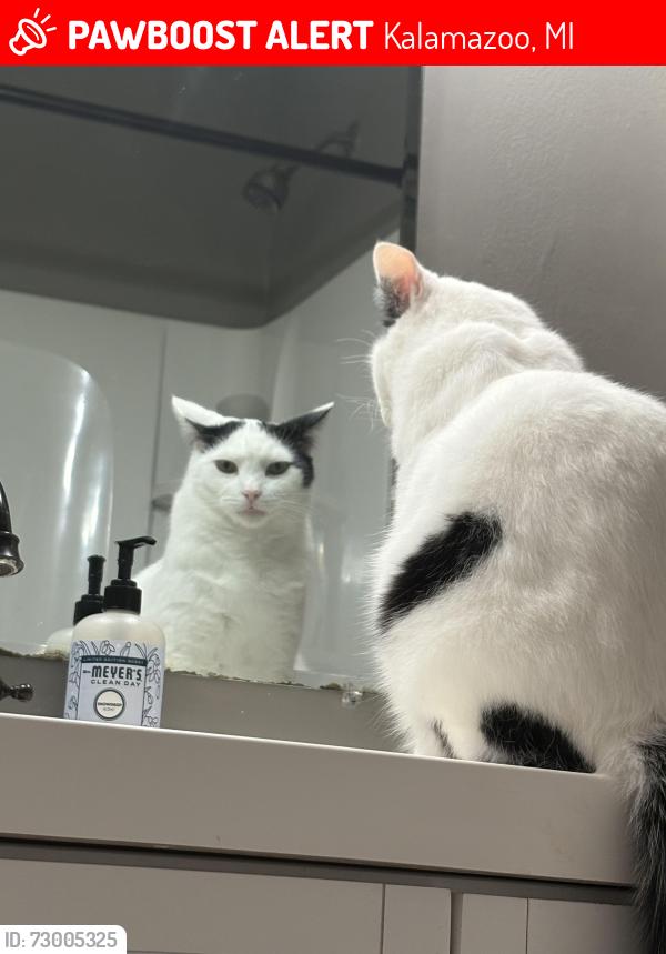 Lost Male Cat last seen Montrose Ave. and Westnedge Ave., Kalamazoo, MI 49001