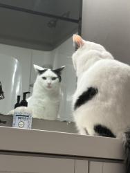 Lost Male Cat last seen Montrose Ave. and Westnedge Ave., Kalamazoo, MI 49001