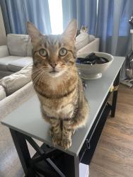 Lost Male Cat last seen Parkview circle and Sherman Terrace, Mason, OH 45040