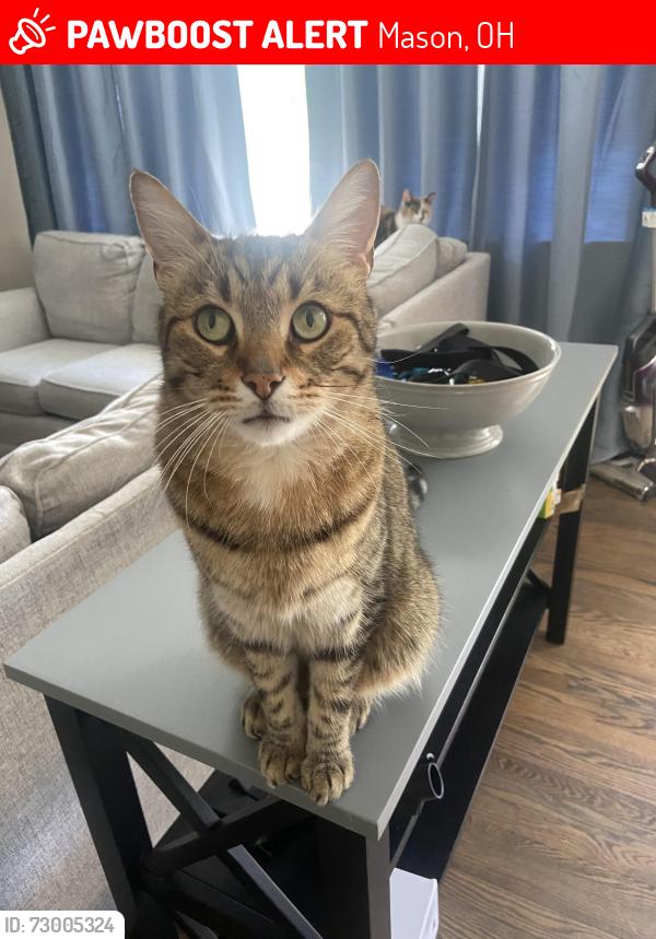 Lost Male Cat last seen Parkview circle and Sherman Terrace, Mason, OH 45040