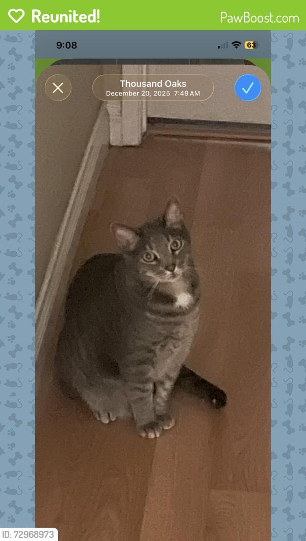 Reunited Male Cat last seen Starbucks and Vons , Thousand Oaks, CA 91362