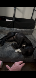 Lost Male Dog last seen Delaware Chevy chase maryland, Chevy Chase, MD 20815