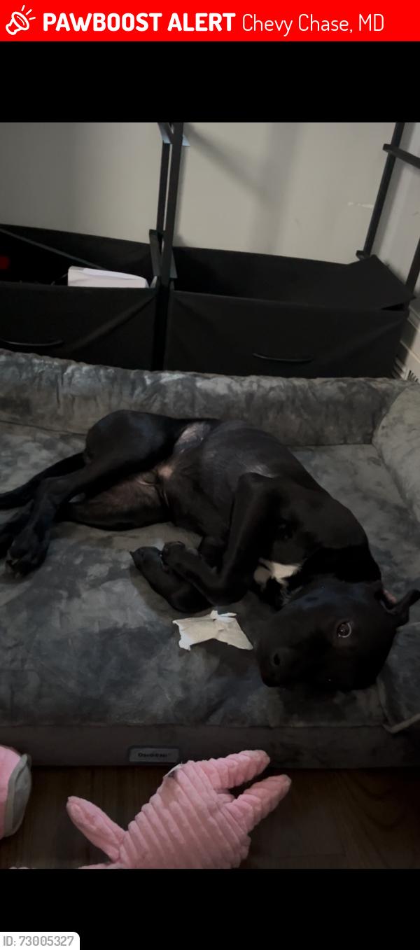 Lost Male Dog last seen Delaware Chevy chase maryland, Chevy Chase, MD 20815