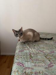 Reunited Female Cat last seen Near Mott street , New York, NY 10012