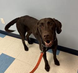 Lost Male Dog last seen 69th St N & Lake Elmo Ave N, Grant/Stillwater, MN, Grant, MN 55082