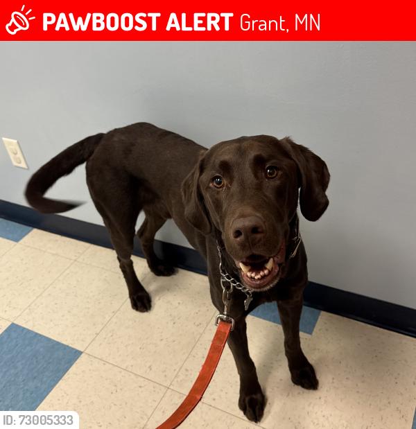 Lost Male Dog last seen 69th St N & Lake Elmo Ave N, Grant/Stillwater, MN, Grant, MN 55082