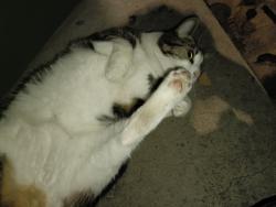 Found/Stray Unknown Cat last seen Buckland st, Chippendale, NSW 2008