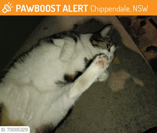 Found/Stray Unknown Cat last seen Buckland st, Chippendale, NSW 2008