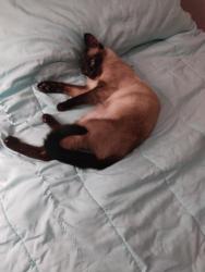 Lost Female Cat last seen W. Johnson Street, Washington, NJ 07882