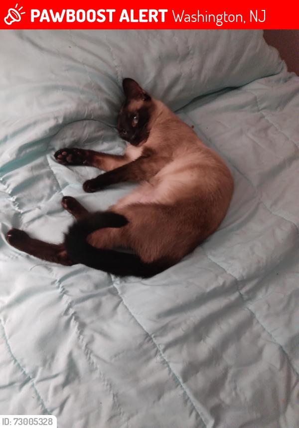 Lost Female Cat last seen W. Johnson Street, Washington, NJ 07882