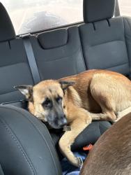 Found/Stray Male Dog last seen Black jack 255 highway Illinois, Black Jack, MO 63033