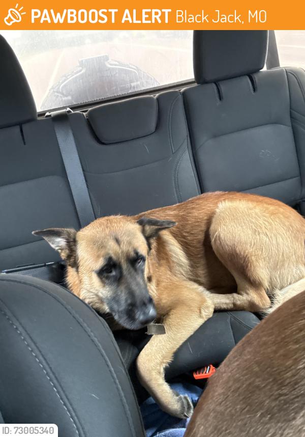 Found/Stray Male Dog last seen Black jack 255 highway Illinois, Black Jack, MO 63033