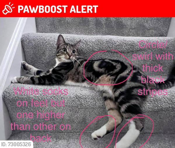 Lost Female Cat last seen Pitt street, South Yorkshire, England S73