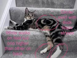 Lost Female Cat last seen Pitt street, South Yorkshire, England S73