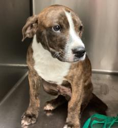 Shelter Stray Male Dog last seen charny and standing rock wy, RALEIGH, NC, 27604, 820 Beacon Lake Dr, Raleigh, NC 27610, USA
