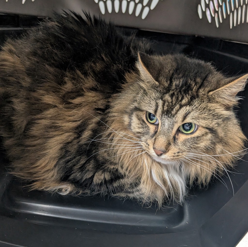 Shelter Stray Female Cat last seen Near NE 22nd Street, DES MOINES (Polk County), IA, 50313, Des Moines, IA 50313