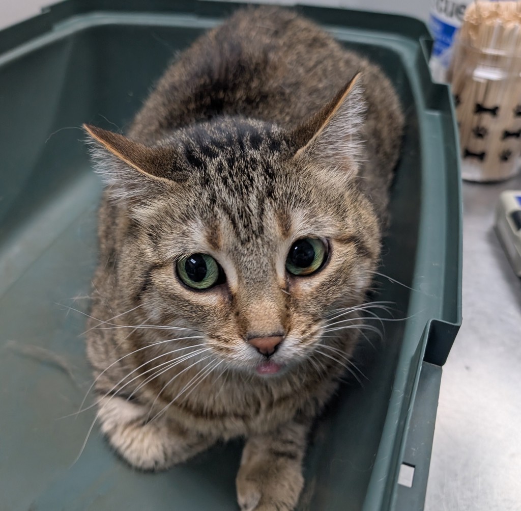 Shelter Stray Female Cat last seen Near NE 22nd Street, DES MOINES (Polk County), IA, 50313, Des Moines, IA 50313