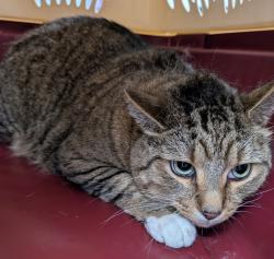 Shelter Stray Male Cat last seen Near NE 22nd Street, DES MOINES (Polk County), IA, 50313, Des Moines, IA 50313