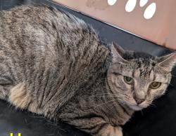 Shelter Stray Male Cat last seen Near NE 22nd Street, DES MOINES (Polk County), IA, 50313, Des Moines, IA 50313