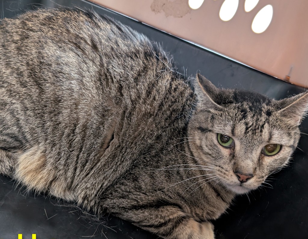 Shelter Stray Male Cat last seen Near NE 22nd Street, DES MOINES (Polk County), IA, 50313, Des Moines, IA 50313