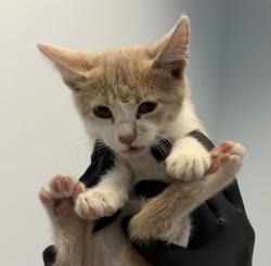Shelter Stray Male Cat last seen Near Pardee Street, San Diego, CA, 92102, 5500 Gaines St, San Diego, CA 92110, USA