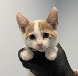 Shelter Stray Male Cat last seen Near Pardee Street, San Diego, CA, 92102, 5500 Gaines St, San Diego, CA 92110, USA