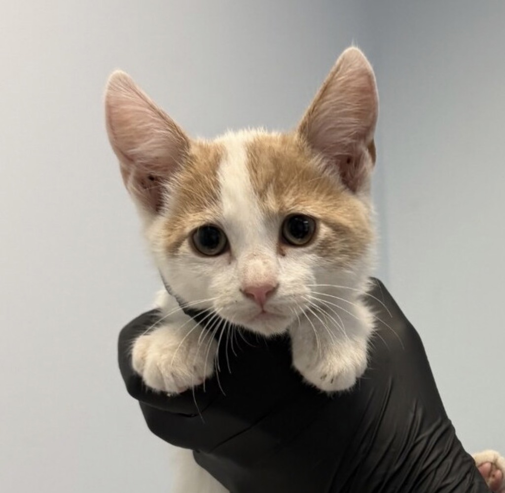 Shelter Stray Male Cat last seen Near Pardee Street, San Diego, CA, 92102, 5500 Gaines St, San Diego, CA 92110, USA