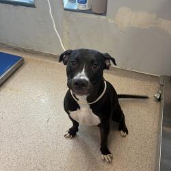 Shelter Stray Female Dog last seen Near Lenox Road, BROOKLYN, NY, 11212, 326 E 110th St, New York, NY 10029, USA