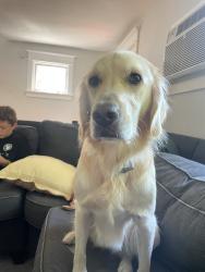 Lost Female Dog last seen Randolph ave Ambler, Fort Washington, PA 19034