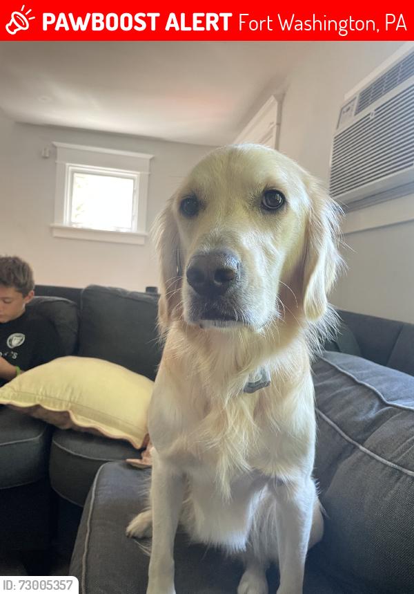 Lost Female Dog last seen Randolph ave Ambler, Fort Washington, PA 19034