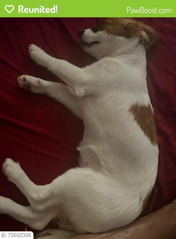 Reunited Female Dog last seen Near Lamplighter Ln, Tampa, FL 33637, USA, Tampa, FL 33637