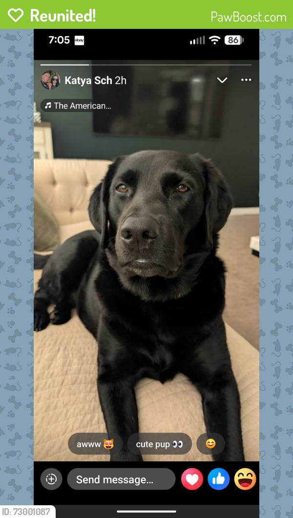 Reunited Female Dog last seen Near primm Rd Charlotte nc , Charlotte, NC 28216