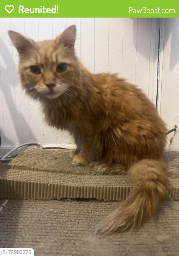 Reunited Female Cat last seen Near Reese street , Philadelphia, PA 19140