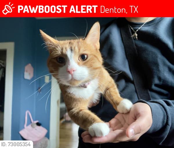 Lost Male Cat last seen The Forums apmts at Denton Station, Denton, TX 76205