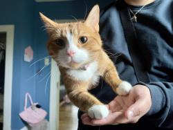 Lost Male Cat last seen The Forums apmts at Denton Station, Denton, TX 76205