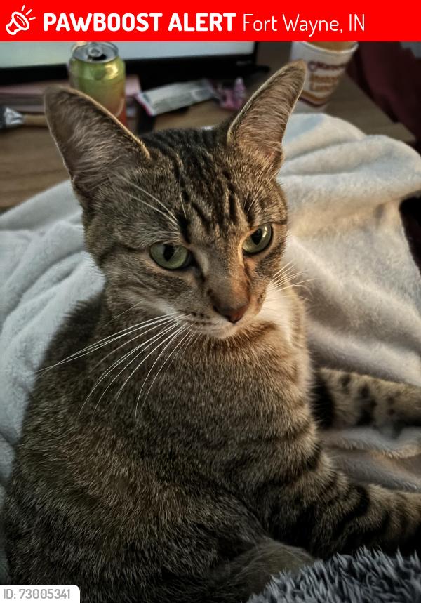 Lost Female Cat last seen Dopont ests mobile home park, Fort Wayne, IN 46825