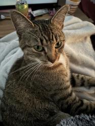 Lost Female Cat last seen Dopont ests mobile home park, Fort Wayne, IN 46825