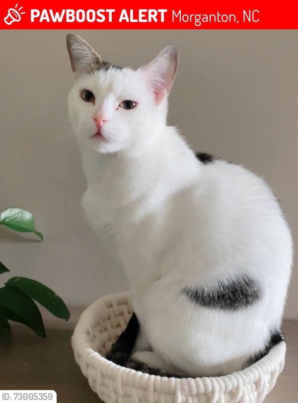 Lost Female Cat last seen South Road, The Oaks at Hunters Ridge, Goodman Lake Road, Morganton, NC 28655