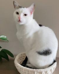 Lost Female Cat last seen South Road, The Oaks at Hunters Ridge, Goodman Lake Road, Morganton, NC 28655