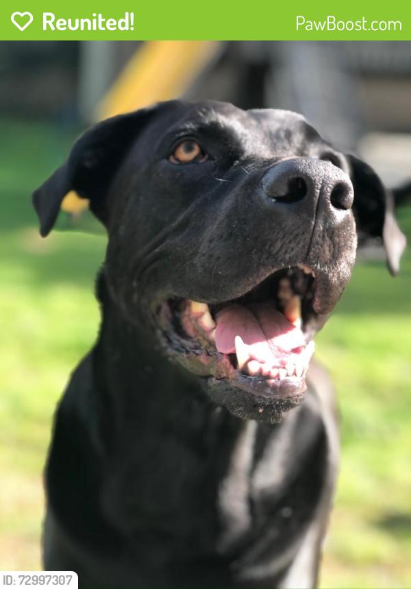 Reunited Female Dog last seen Near and Falls Road, local lane, North Bethesda, MD 20852