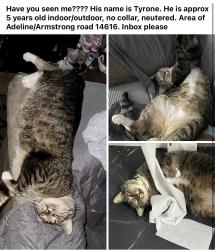 Reunited Male Cat last seen Adeline Rd, Rochester, NY, USA, Rochester, NY 14616