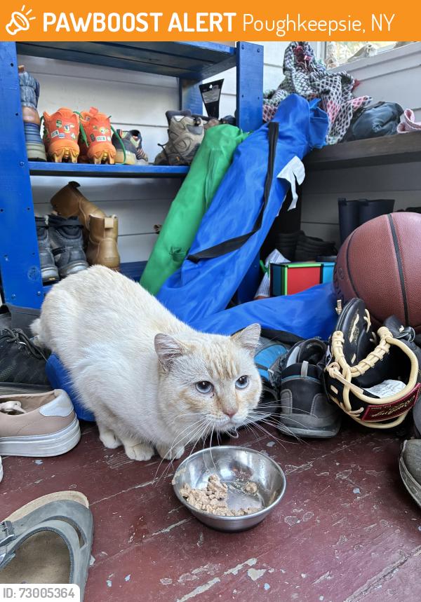 Found/Stray Unknown Cat last seen Worrall Ave & College Ave. Poughkeepsie middle school , Poughkeepsie, NY 12603