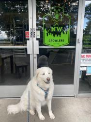 Reunited Female Dog last seen Virginia and Miles (John’s Landing), Portland, OR 97239
