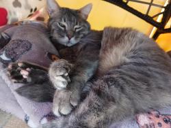 Lost Male Cat last seen Country Vista apmts , Liberty Lake, WA 99019