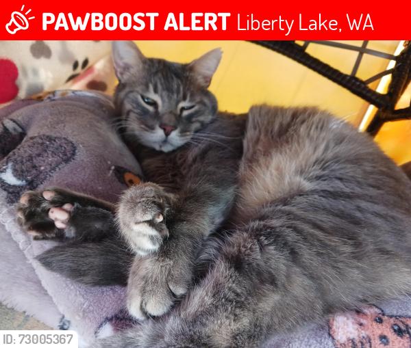 Lost Male Cat last seen Country Vista apmts , Liberty Lake, WA 99019