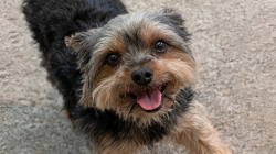 Lost Female Dog last seen Brandenburg , Meade County, KY 40108