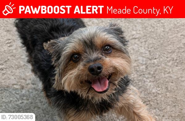 Lost Female Dog last seen Brandenburg , Meade County, KY 40108